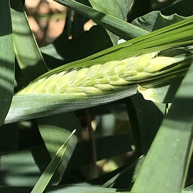 head-of-gold-wheat-close-up