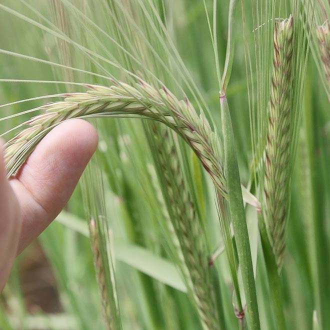 holding-the-head-of-lg-alestar-barley