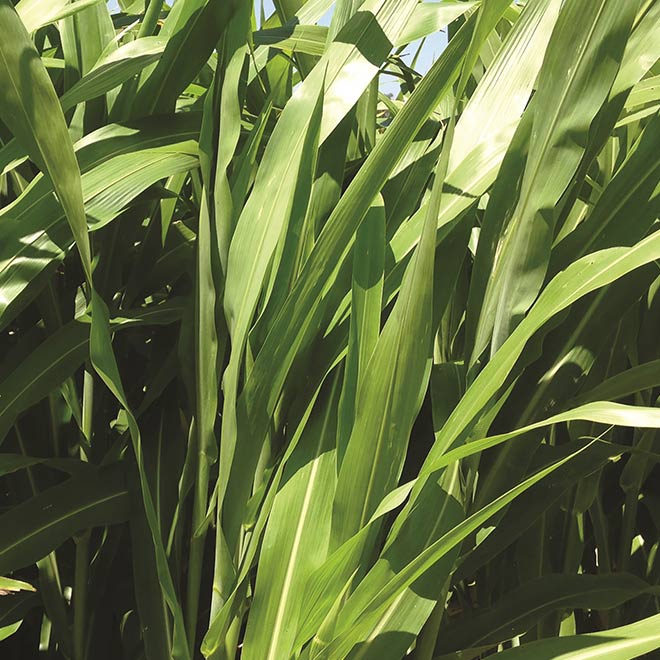 close-up-banker-forage-sorghum