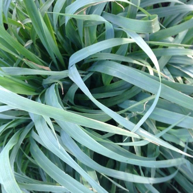 close-up-graza-85-plant