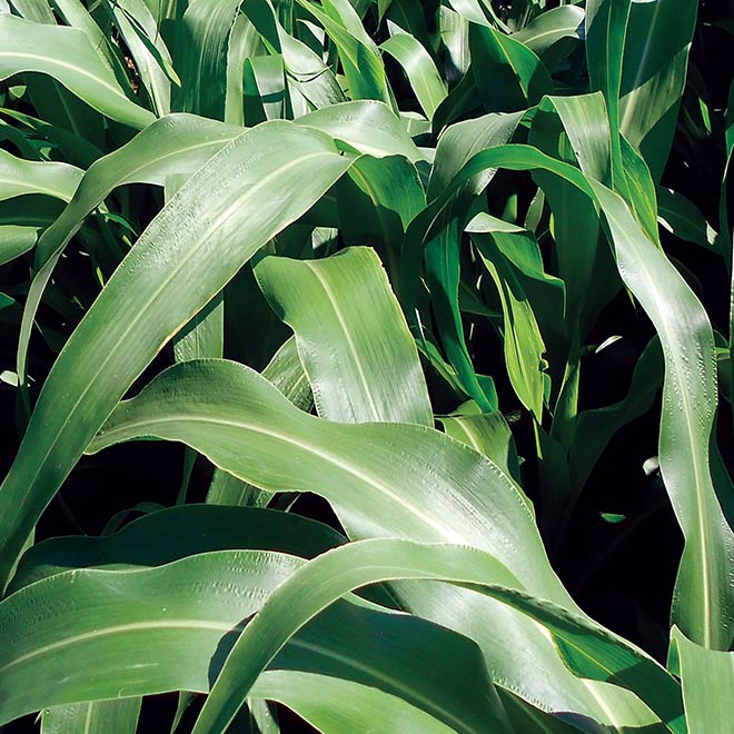 close-up-lantern-forage-sorghum-growing