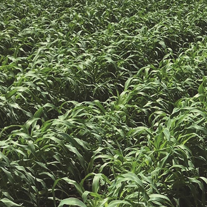 close-up-scavenger-sorghum