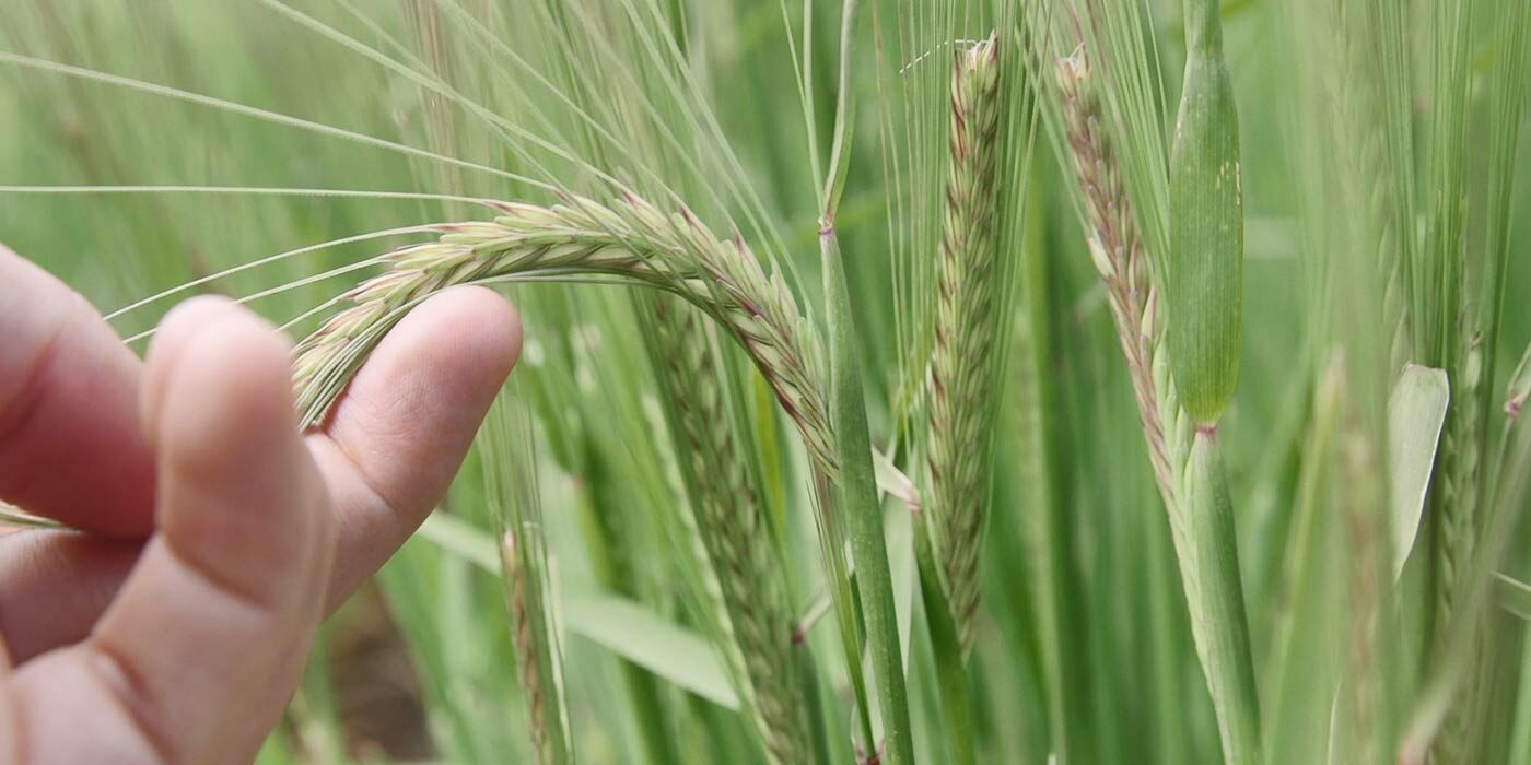 hand-holding-tip-of-alestar-barley-head