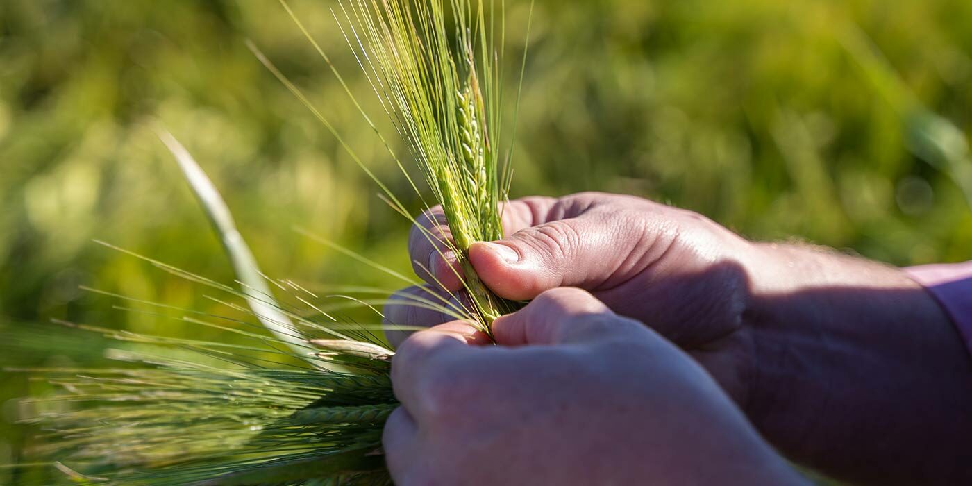 checking-barley-at-lake-boga