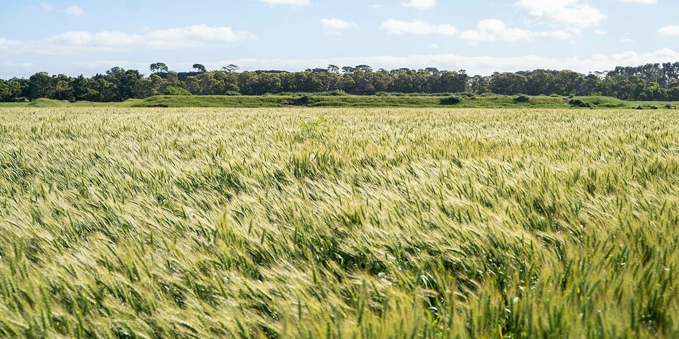 looking-across-a-paddock-ready-for-harvest