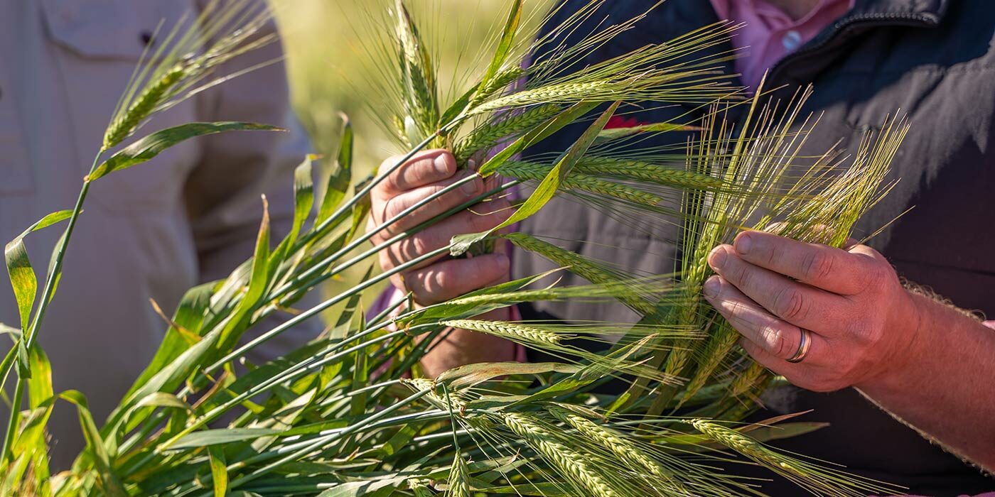 inspecting-barley-at-lake-boga