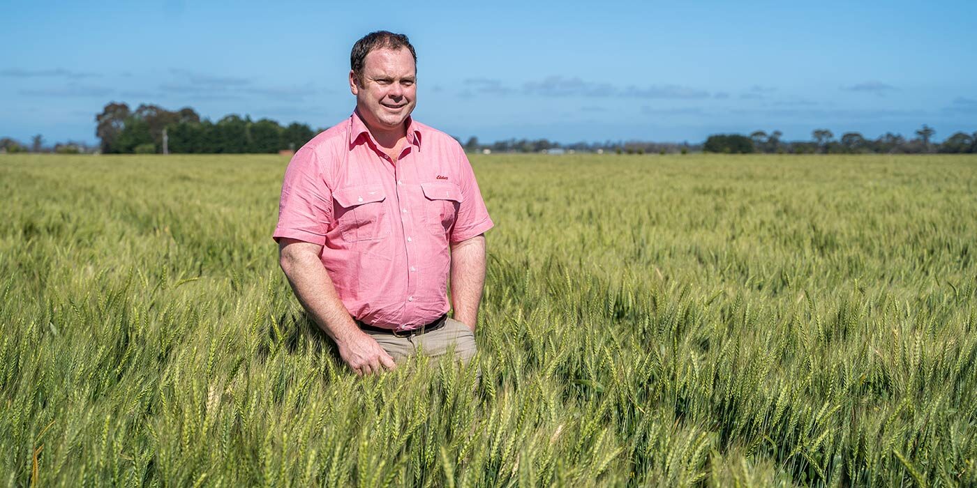 chris-willis-in-a field-of-titanium-wheat
