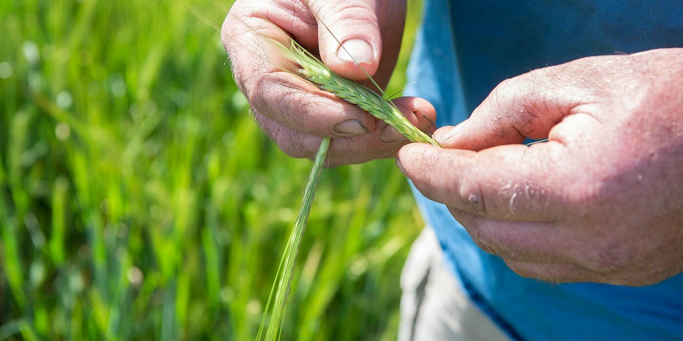 close-up-inspecting-head-of-alestar-barley