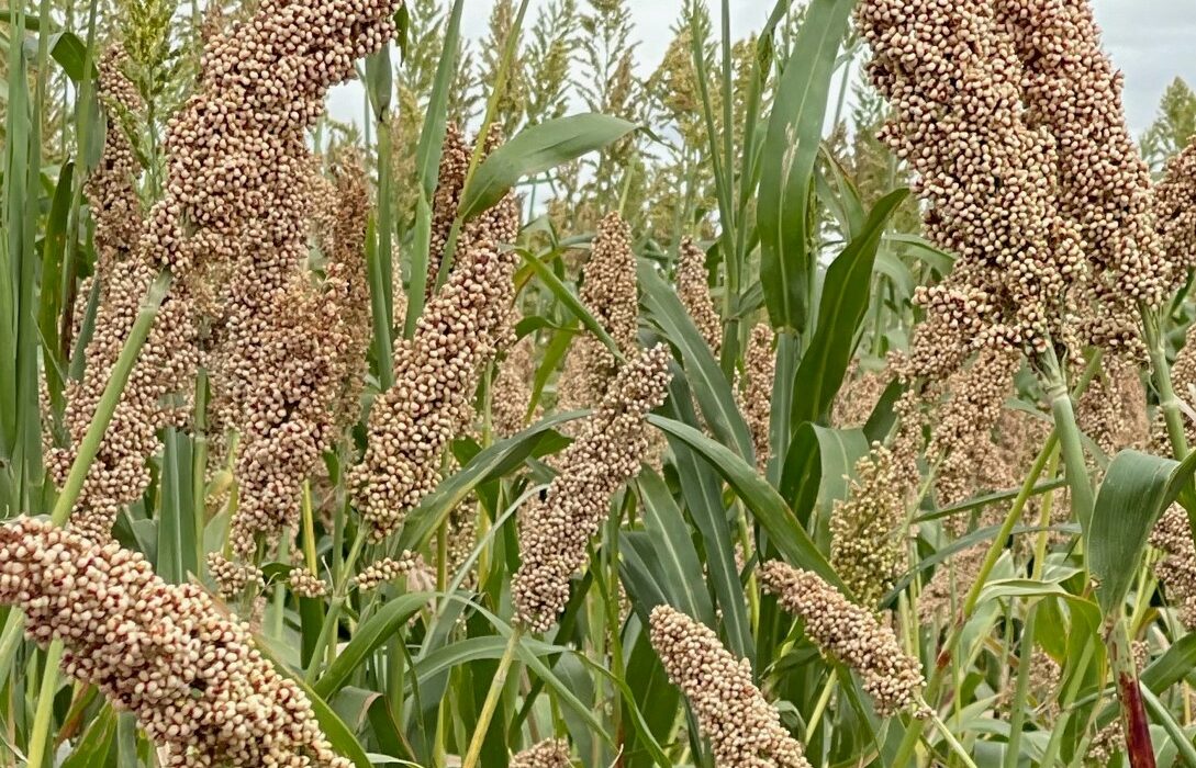 Sile King forage sorghum